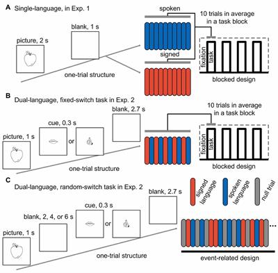 Functional Connectivity Reveals Which Language the “Control Regions” Control during Bilingual Production